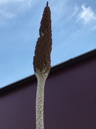 IMG_0269.JPG aya.JPG